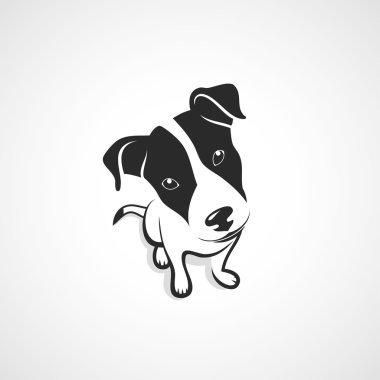 Jack Russell Teriyeri