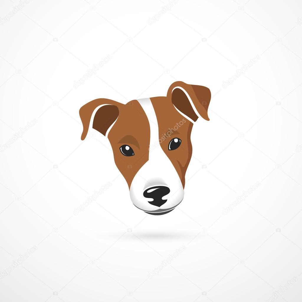 Jack Russell Terrier