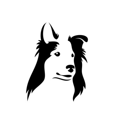 Beyaz Collie köpek