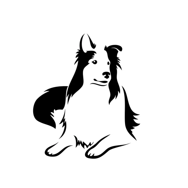 Cão Collie em branco — Vetor de Stock