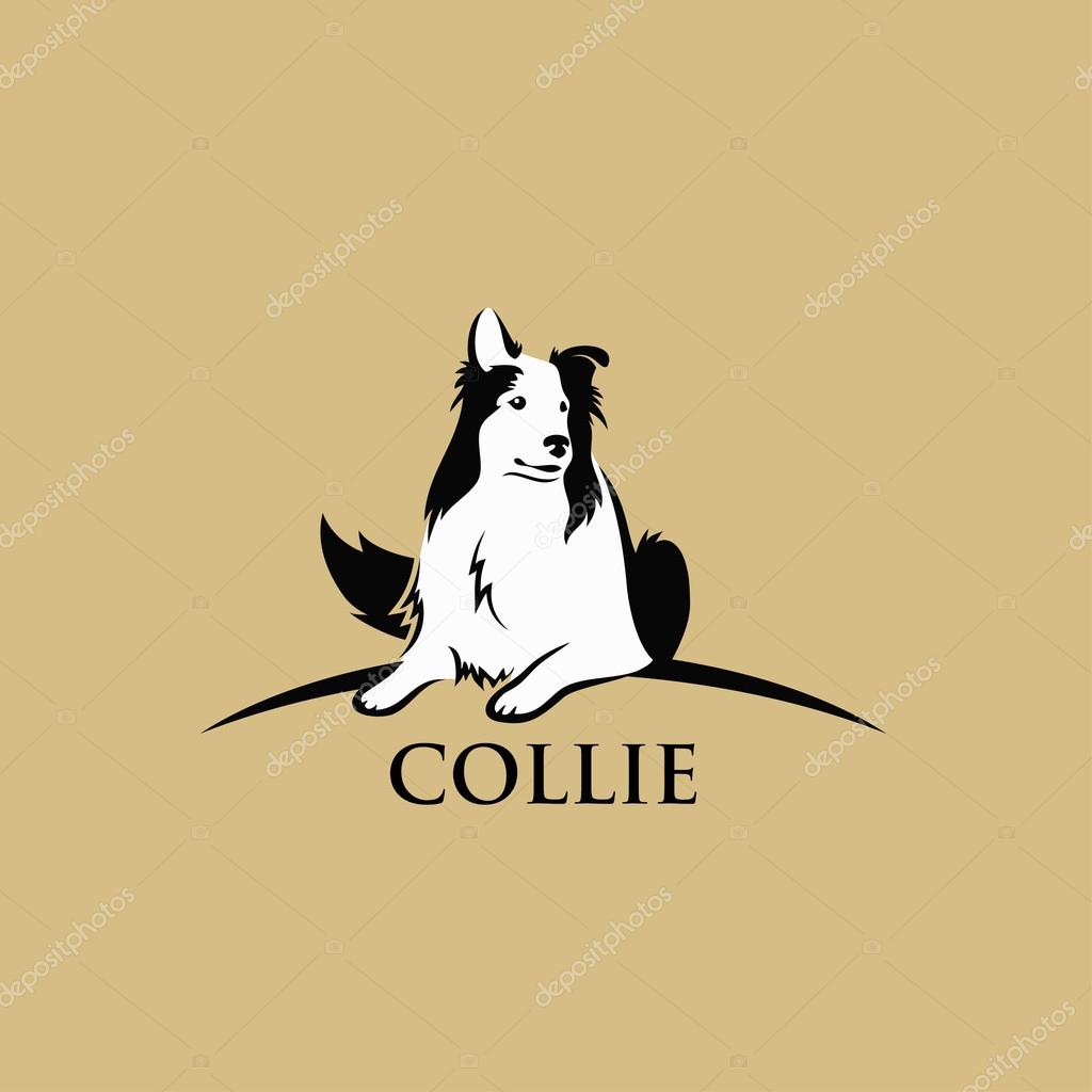Collie dog - vector illustration