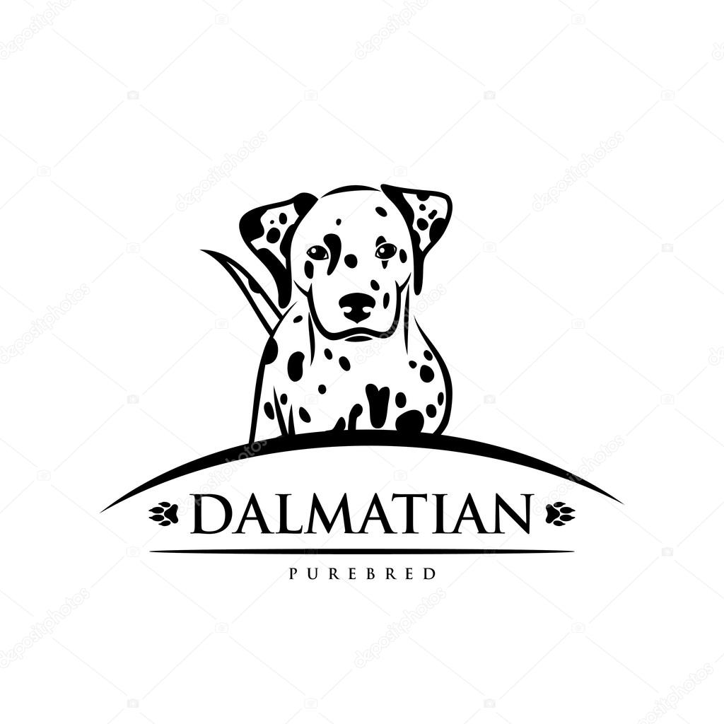 Cute Dalmatian dog