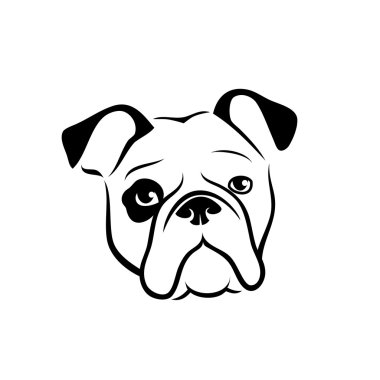 beyaz izole bulldog