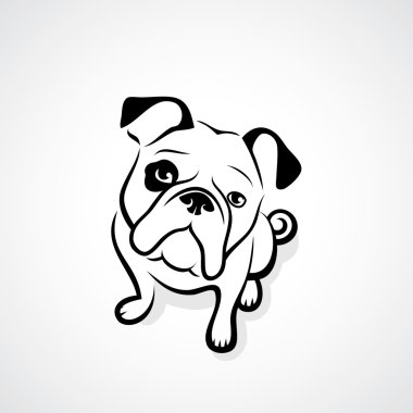 beyaz izole bulldog