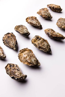 Beyaz arkaplanda kapalı istiridye içeren satırların üst görünümü 