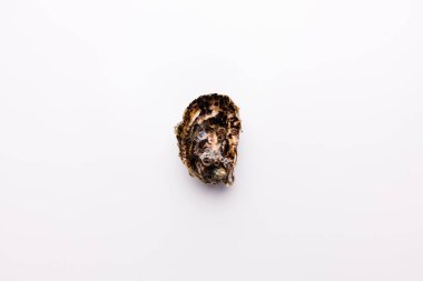 Beyaz arkaplanda izole edilmiş büyük kapalı bir istiridyenin üst görünümü 