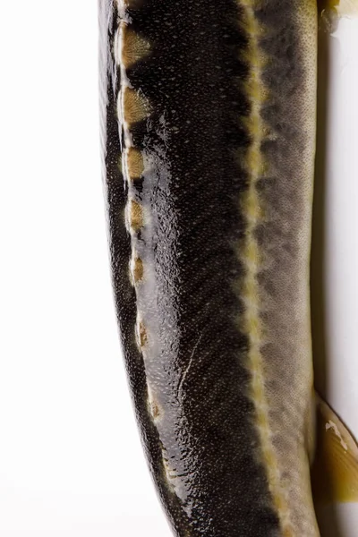 Pesce Gatto Crudo Isolato Sullo Sfondo Bianco — Foto Stock