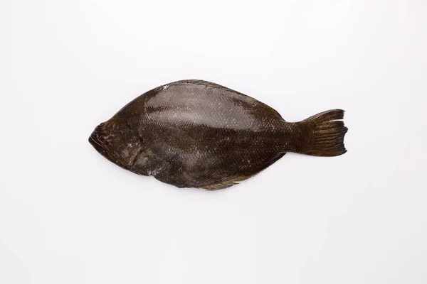 Повна Сира Риба Ізольована Білому Тлі — стокове фото