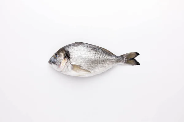 Plné Syrové Ryby Izolované Bílém Pozadí — Stock fotografie