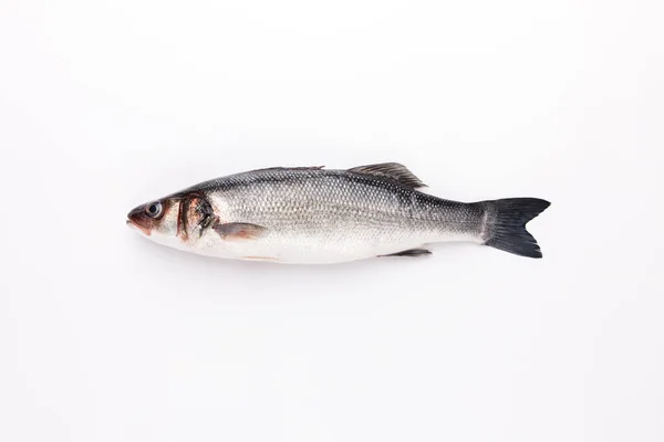 Plné Syrové Ryby Izolované Bílém Pozadí — Stock fotografie