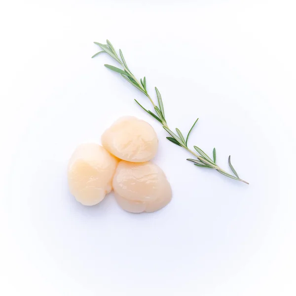 Top View Raw Scallops Fresh Green Rosemary Leaves White Background — Stock Photo, Image