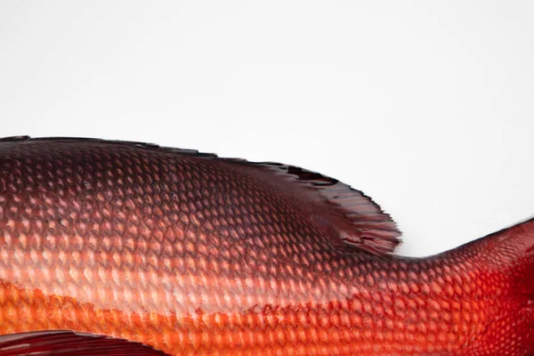 Closeup Skin Raw Redfish Isolated White Background — Stock Photo, Image