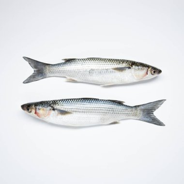 Beyaz arkaplanda soyutlanmış çiğ balıklar 