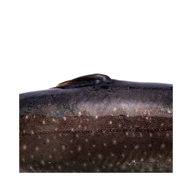 Beyaz arka planda izole edilmiş deriden çiğ nehir balıklarına yakın çekim