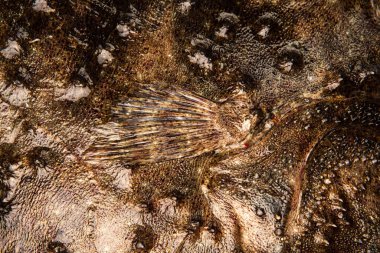 Çiğ dil balığının yakın çekim bölümü beyaz arkaplanda izole edildi