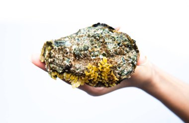 Beyaz arka planda izole edilmiş büyük kapalı bir istiridyeyi tutan el. 