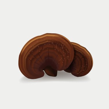 Ganoderma lucidum, Lingzhi Mantarı beyaz arka planda izole edilmiş. Vektör çizimi. Çin bitkisi