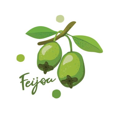 Fayjoa, sağlıklı yaşam tarzı için tropikal yaz meyveleri Vektör illüstrasyonu