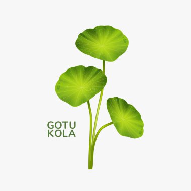 Yaprak Herb gotu kola Vektör illüstrasyonu 