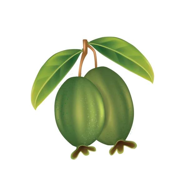 Feijoa Fruits Tropicaux Été Pour Mode Vie Sain Illustration Vectorielle — Image vectorielle