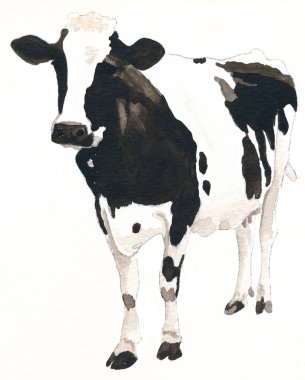 Siyah beyaz inek, suluboya, izole edilmiş