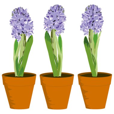 Arka arkaya üç sümbül.