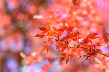 Sonbaharda ağaçta asılı kırmızı bir yaprak.