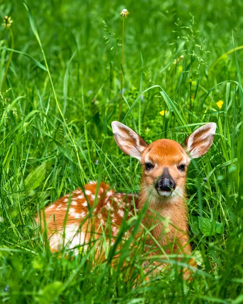 Baby Fawn Whitetail Deer — Zdjęcie stockowe