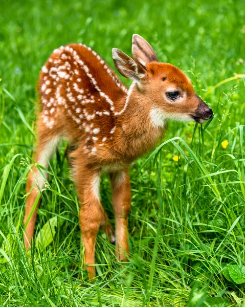 Ein Rehkitz — Stockfoto