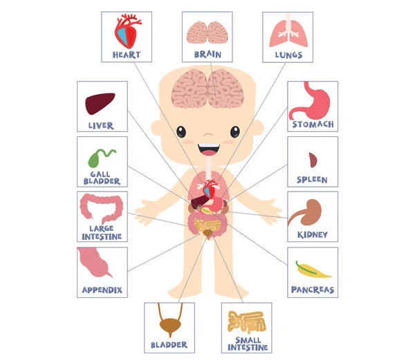 Erkek Anatomisi Öğrenme Şeması Nsan Vücut Parçaları Kawaii Tarzı Şirin — Stok Vektör