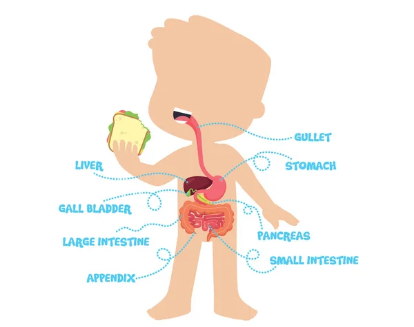 Human Anatomy Digestive System Scheme Kids Isolated White Flat Vector — Stock Vector