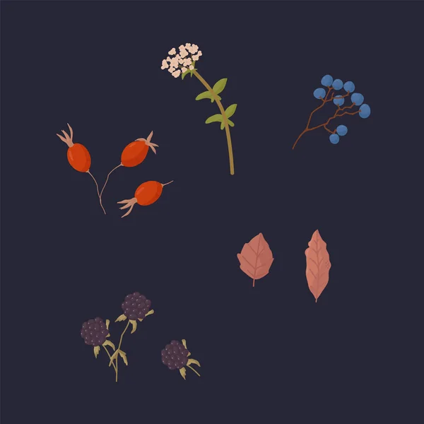 Egy nagy készlet őszi bogyók és növények. Vektor illusztrációk bogyók, virágok, levelek. Tervezésre szánt szezonális természetes növények. — Stock Vector