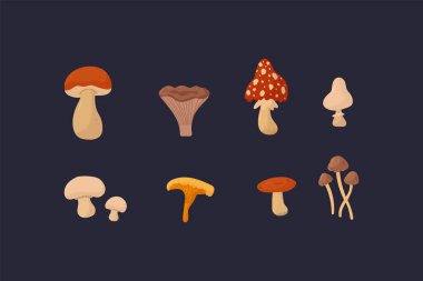 Orman mantarlı çizimler. Mantarlı vektör çizimi. Karanlık bir arka planda yenilebilir ve zehirli mantar koleksiyonu. Tasarım için güzel doğal organik ürünler.