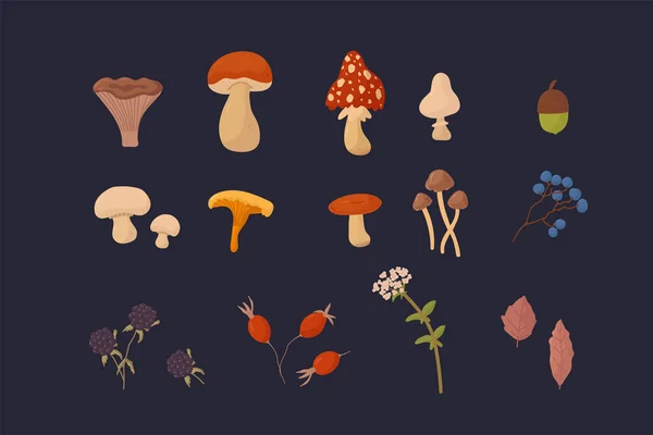 En stor bunt svamp och växter. Vektor illustrationer av Svamp, Bär, Blommor, Blad. En samling ätliga och giftiga svampar och naturliga växter. — Stock vektor