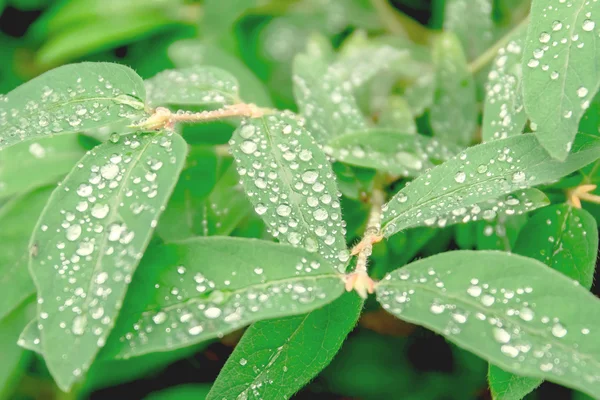 Plantas de jardín primer plano —  Fotos de Stock