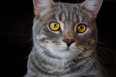 Koyu arkaplanda çizgili gri kedi 