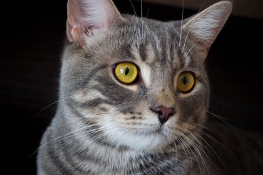 Koyu arkaplanda çizgili gri kedi 