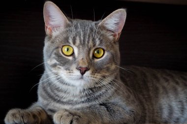 Koyu arkaplanda çizgili gri kedi 