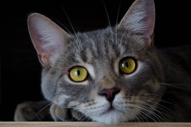 Koyu arkaplanda çizgili gri kedi 