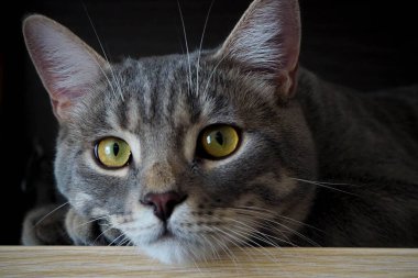 Koyu arkaplanda çizgili gri kedi 