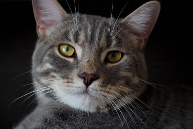 Koyu arkaplanda çizgili gri kedi 