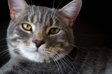 Koyu arkaplanda çizgili gri kedi 