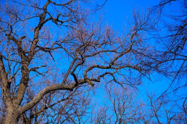 İlkbaharın ortasında park et, gezgin insanlar ve hayvanlarla. 