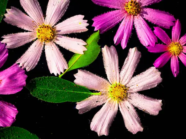 庭の暗い水の上に異なる色の庭の花 — ストック写真