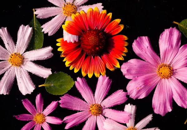 庭の暗い水の上に異なる色の庭の花 — ストック写真
