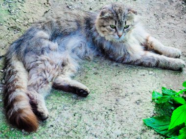 Yetişkin kedi yazın gridir. 