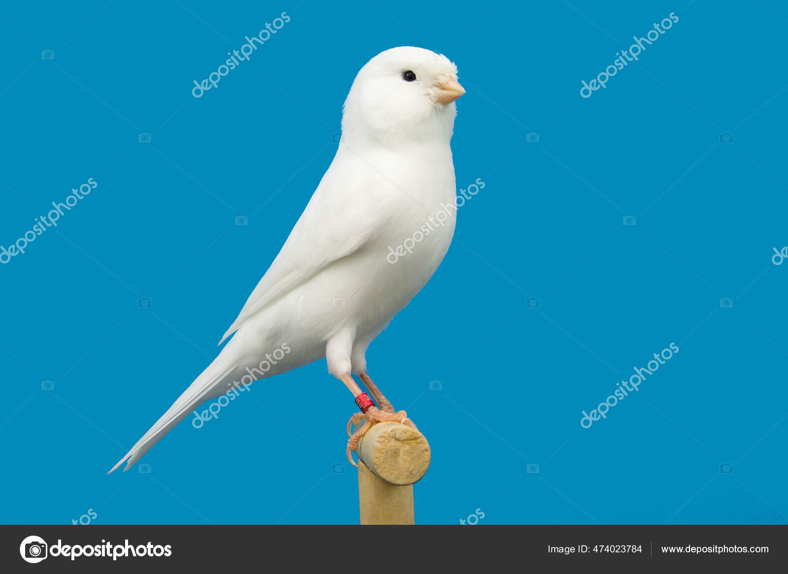 White canary sale bird