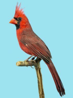 Kırmızı Kardinal kuşu softbox 'a tünedi