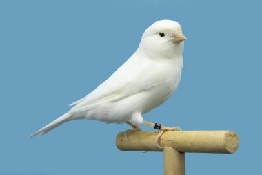 Yumuşak kutuya tünemiş beyaz kanarya kuşu