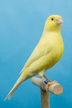 Sarı kanarya kuşu softobox 'a tünedi.